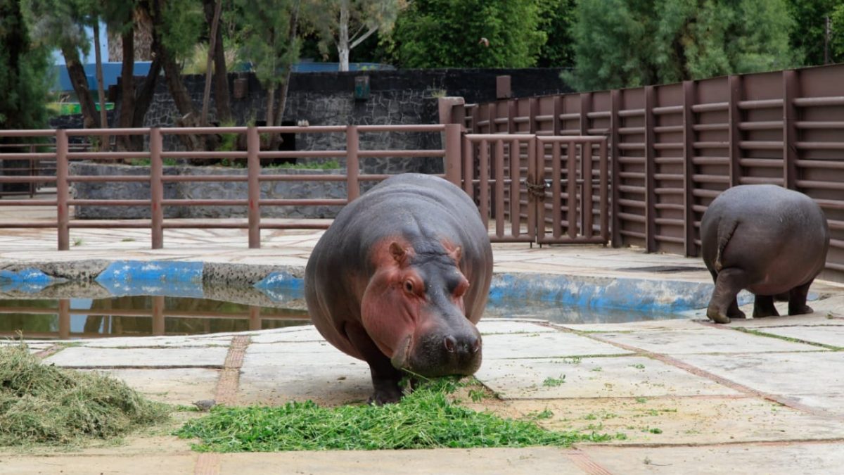Exhorta la Dip. Salido Magos a SEDEMA a informar al Congreso sobre programas educativos y de capacitación en zoológicos de la CDMX Exhorta la Dip. Salido Magos a SEDEMA a informar al Congreso sobre programas educativos y de capacitación en zoológicos de la CDMX