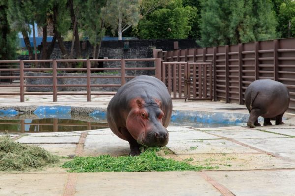 Exhorta la Dip. Salido Magos a SEDEMA a informar al Congreso sobre programas educativos y de capacitación en zoológicos de la CDMX