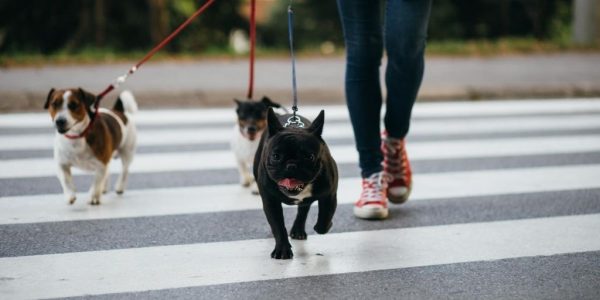 Gatos o perros, no son la única especie que debe tener un lugar en la sociedad; urge legislar por el cuidado de faunas integrales